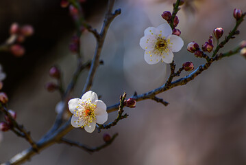 早咲きの白梅（東京・神代植物公園）