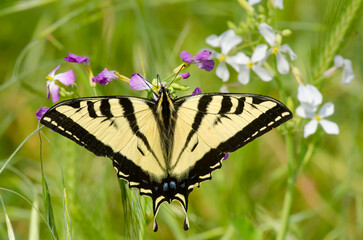 Western Tiger Swallowtail Butterfly