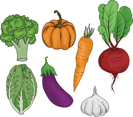 Collection of vector illustrations of vegetables, pumpkin, eggplant, beet, mustard greens, carrots