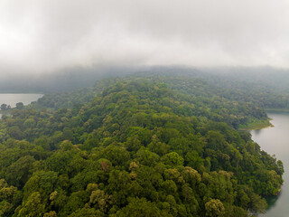 Dense forest in fog and clouds, mountains of Bali near Munduk, Indonesia