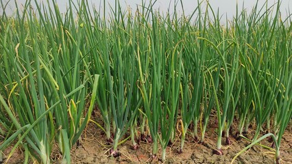 Obraz premium green rice field