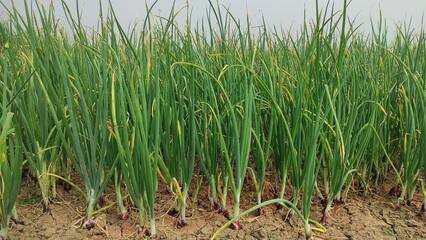 Obraz premium Beautiful onion plants on the farm.Green onions plant growing in the field.