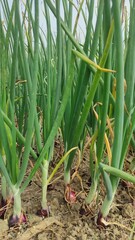 Beautiful onion plants on the farm.Green onions plant growing in the field.	