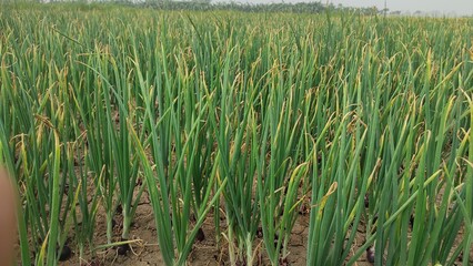 Obraz premium Beautiful onion plants on the farm.Green onions plant growing in the field. 
