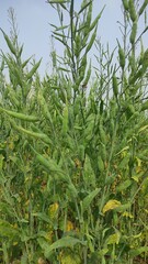 Ripping mustard crop field, mustard plant pods close up image	
