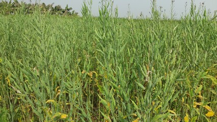 Obraz premium Ripping mustard crop field, rapeseed plant pods close up image Green mustard pods growing at agriculture field. Ripping mustard crop field, mustard plant pods on blue cloud sky background, rural India