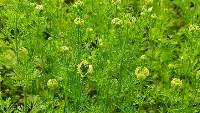 Macro shot of a black cumin (Nigella sativa) flower in bloom