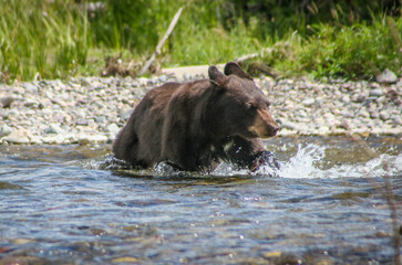 A young black bear is running along the shore of the Snake River in Grand Teton National Park