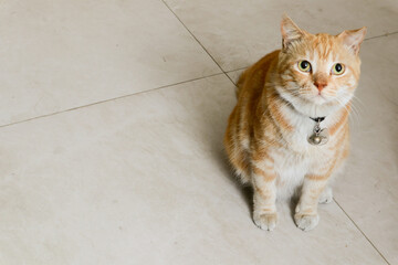 a tabby cat is sitting on the floor, with copy space
