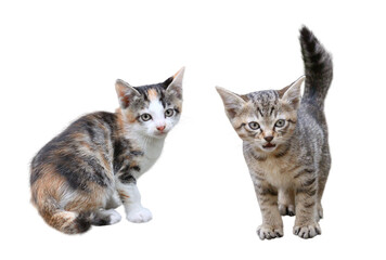 Fototapeta premium 子猫