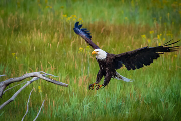 The Eagle Has Landed -on a chilly early morning along the Madison River in Yellowstone NP, this bald eagle was headed for a perch from which he could begin his fishing 
