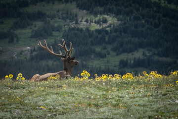 Top of the World - this  solitary elk is admiring the surroundings near the summit at Rocky...