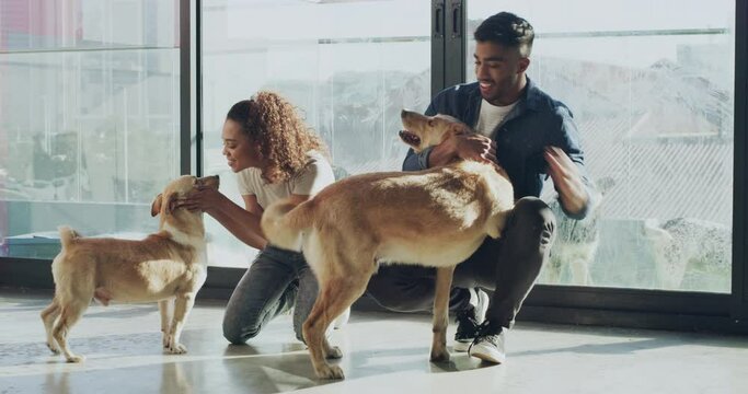 Man, woman and dogs playing on shelter floor for animal adoption, attention and care. Puppy, couple and love at pet center with empathy, choice and decision to adopt at charity with loyalty and trust
