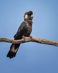 Close-up of Short-billed Black Cockatoo or Carnaby's Black Cockatoo (Zanda latirostis)  - Moora,...