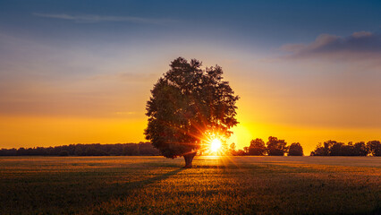 Solitary tree in a field at sunset.