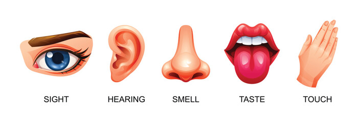 Five human senses vector illustration. Sight, hearing, smell, taste and touch - obrazy, fototapety, plakaty
