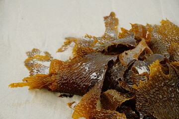Brown seaweed on the beach Ecklonia radiata © Kylie