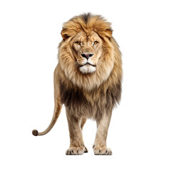 Obraz premium Portrait of a lion, full body standing isolated on white background