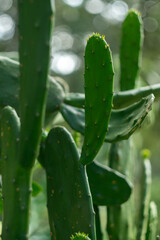 Vibrant Green Cactus Leaves in the forest Sunlight