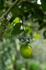 Citrus Delight Fresh Criollo Lemons