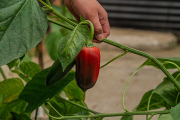 Hand Tending to Red Bell Pepper Plants