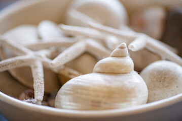 Seashells, Tasteful, Arrangement, Home Decor, Interior Design