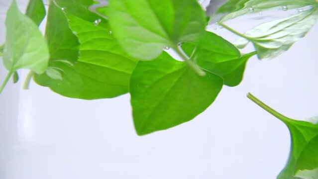 Fish mint leaves rotate in the clear water. Fish mint contains antibacterial and anti-inflammatory substances that have cooling and detoxifying effects. Use footage for TVC production.