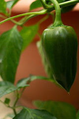 Vibrant Organic Green Bell Pepper