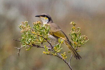 Close-up of a Yellow-faced Honeyeater (Caligavis chrysops) perched on a branch - Point Quobba, Western Australia