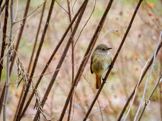 休憩中のジョウビタキのメス
