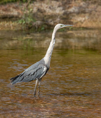White-necked Heron (Ardea pacifica) fishing in the Murchison River, Galena Bridge, Western Australia