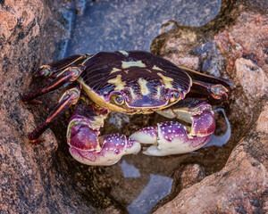 Close-up of a Purple Rock Crab (Leptograpsus variegatus) - Point Quobba, Western Australia