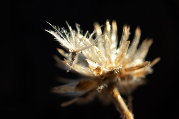 A photograph of a white grass flower that consists of seeds, wings, light, and the perfect background.