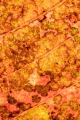 Close-up photographs of colorful old leaves give us a unique view. both lines and traces of the leaf surface caused by various causes