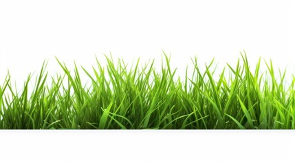 Obraz premium A green grass Fresh on a white isolated transparent background.