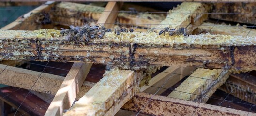 African honey bees clean up frames after a harvest