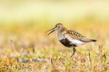 Colorful dunlin, Calidris alpina with open beak in its colorful habitat at Varanger peninsula, Norway