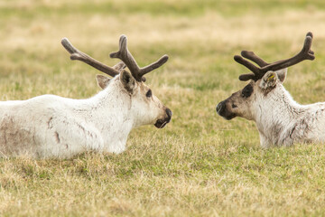 Two reindeer lying on the ground during early summer at Varanger peninsula, Norway