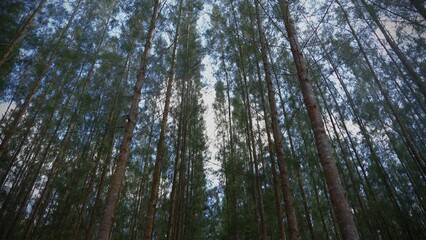 Obraz premium A grove of pine trees planted in a straight line 
