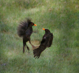 black starlings, birds, battle, spring