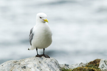 The black-legged kittiwake (Rissa tridactyla) standing on a stone