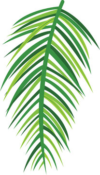 Green palm leaf with detailed fronds, tropical foliage design. Nature-themed decoration, exotic flora vector illustration.