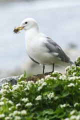 The black-legged kittiwake (Rissa tridactyla) standing in the greenery and holding some material for the nest with its beak
