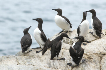 Fototapeta premium Group of common guillemots, Uria aalge standing on the cliffs by the sea at Hornøya island, Varanger peninsula, Norway