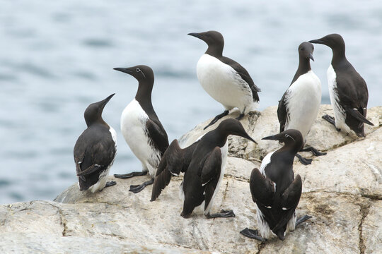 Group of common guillemots, Uria aalge  standing on the cliffs by the sea at Horn&oslash;ya island, Varanger peninsula, Norway