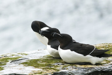 Razorbill trio, Alca torda resting on a rock on a small Norwegian island of Hornøya