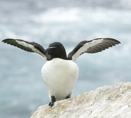 Beautiful razorbill, Alca torda streches its wings while standing  on a rock by the sea on a small...