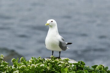 The black-legged kittiwake (Rissa tridactyla) standing on a stone alone