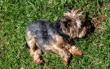 Pet dog lies in the sun on the lawn waiting to be scratched