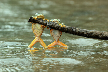 frogs, flying frogs, two cute frogs are perched on wood above the river water